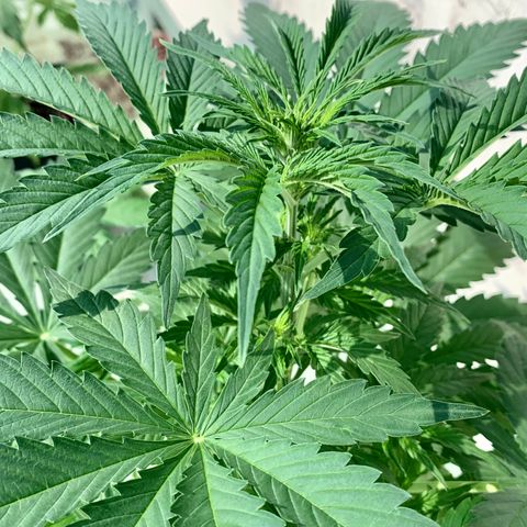 Auto White Widow #2 growlog timeline photo
