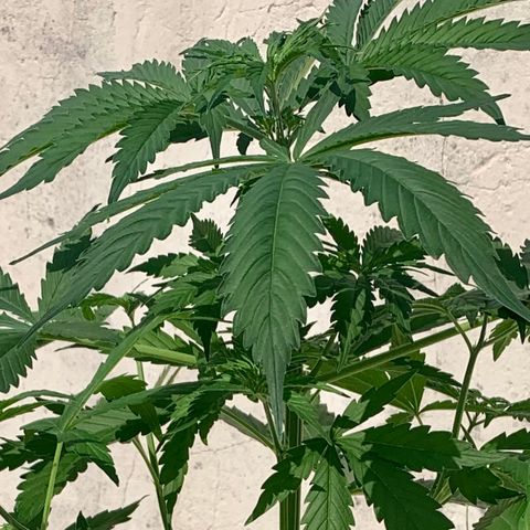Auto White Widow #3 growlog timeline photo
