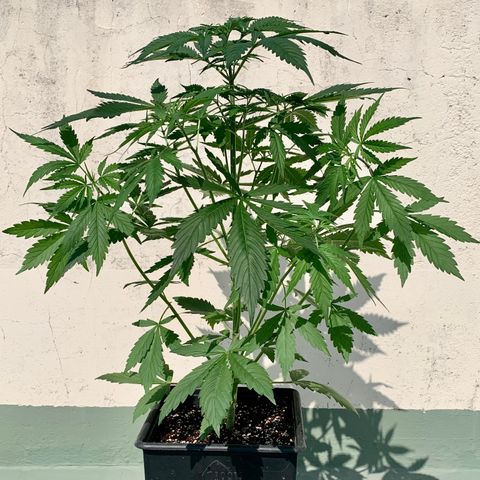 Auto White Widow #3 growlog timeline photo