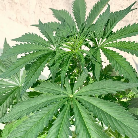 Auto White Widow #3 growlog timeline photo