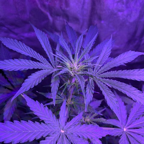 Auto White Widow #1 growlog timeline photo
