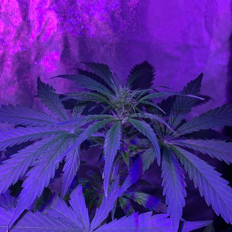 Auto White Widow #2 growlog timeline photo