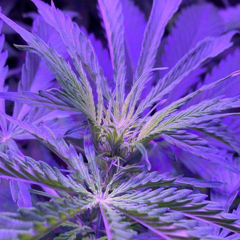 Auto White Widow #3 growlog timeline photo