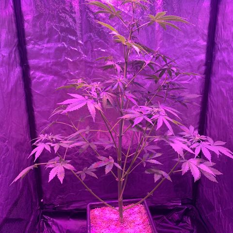 Auto White Widow #1 growlog timeline photo