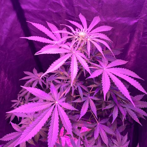 Auto White Widow #1 growlog timeline photo