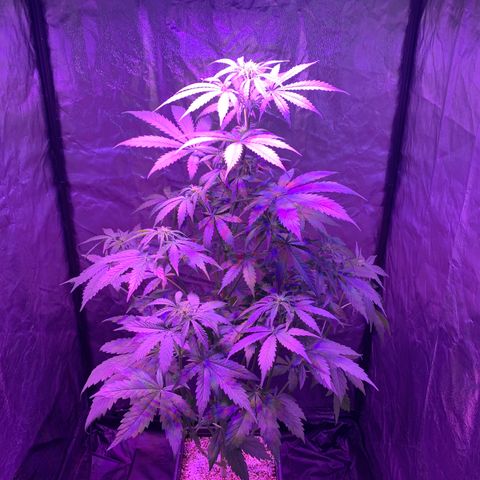 Auto White Widow #2 growlog timeline photo