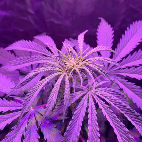 Auto White Widow #3 growlog timeline photo