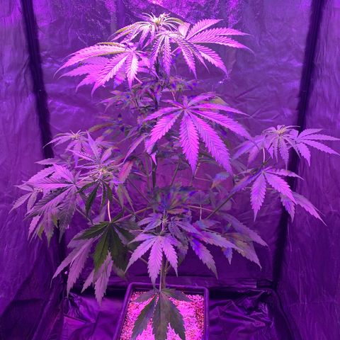Auto White Widow #3 growlog timeline photo