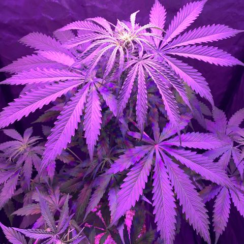 Auto White Widow #3 growlog timeline photo