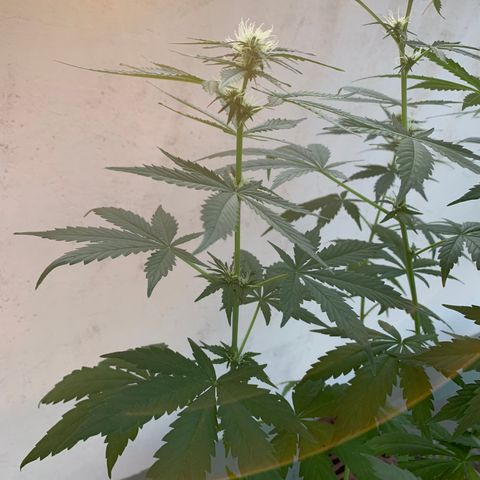 Auto White Widow #3 growlog timeline photo