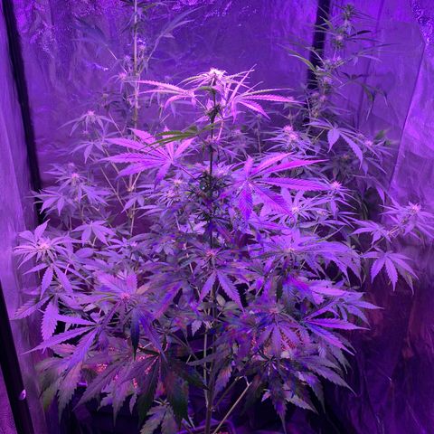 Auto White Widow #3 growlog timeline photo