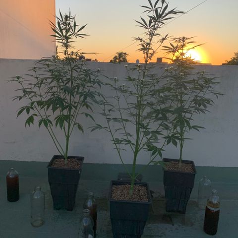 Auto White Widow #3 growlog timeline photo