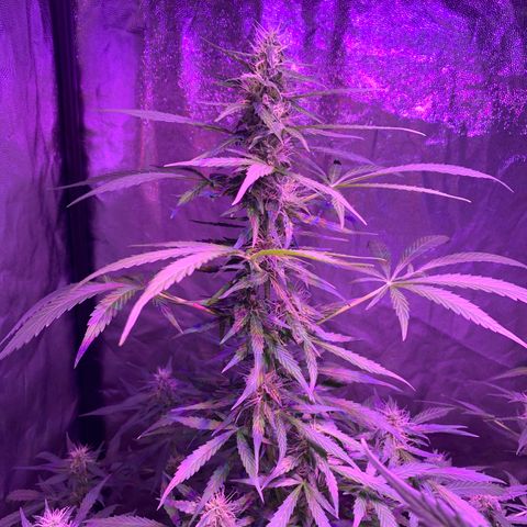 Auto White Widow #3 growlog timeline photo
