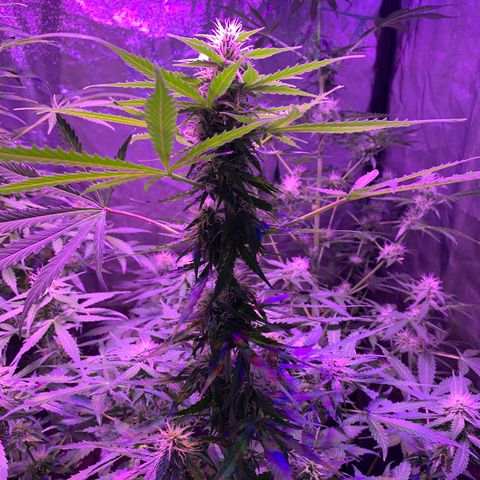 Auto White Widow #3 growlog timeline photo