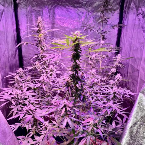 Auto White Widow #3 growlog timeline photo