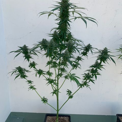 Auto White Widow #3 growlog timeline photo