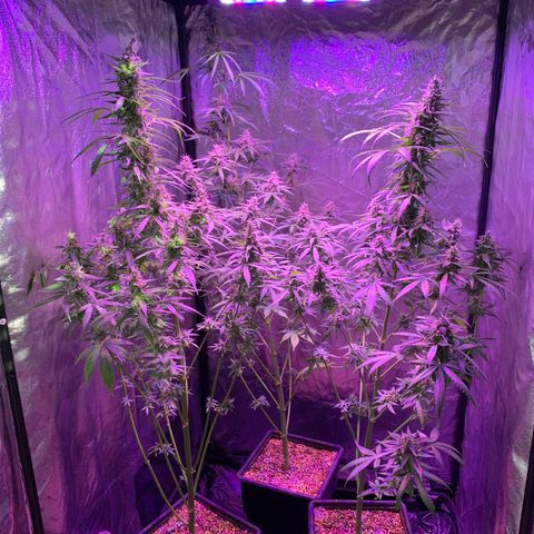 Auto White Widow #3 growlog timeline photo