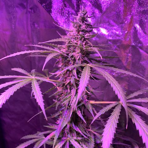 Auto White Widow #3 growlog timeline photo