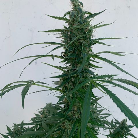 Auto White Widow #3 growlog timeline photo