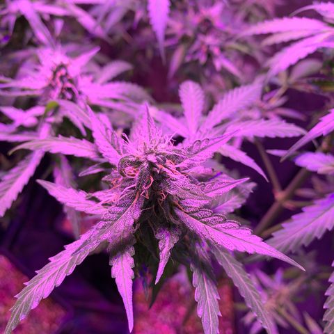 Auto White Widow #3 growlog timeline photo
