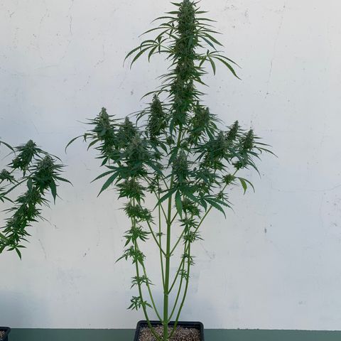 Auto White Widow #3 growlog timeline photo