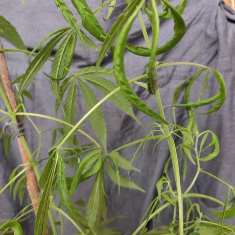 Genética desconocida growlog timeline photo