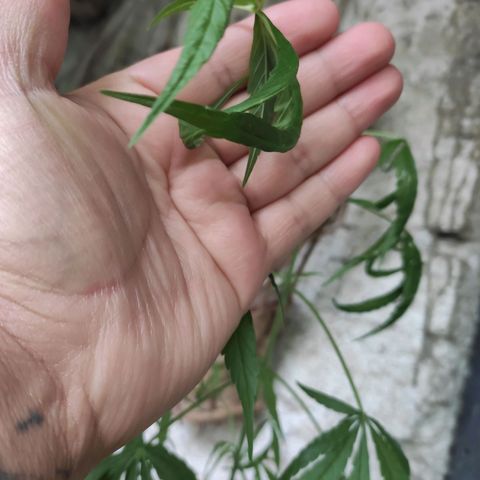 Genética desconocida growlog timeline photo