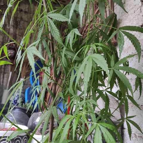 Genética desconocida growlog timeline photo