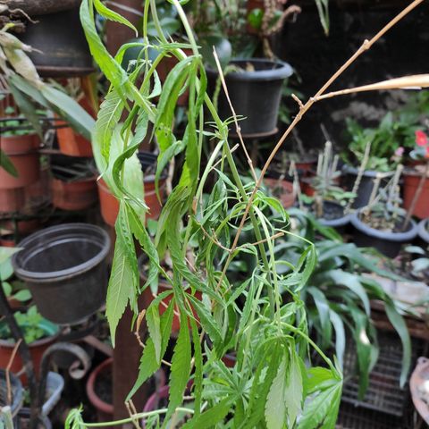 Genética desconocida growlog photo: Después de la separación