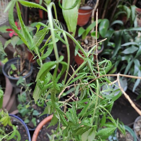 Genética desconocida growlog photo: Después de la separación