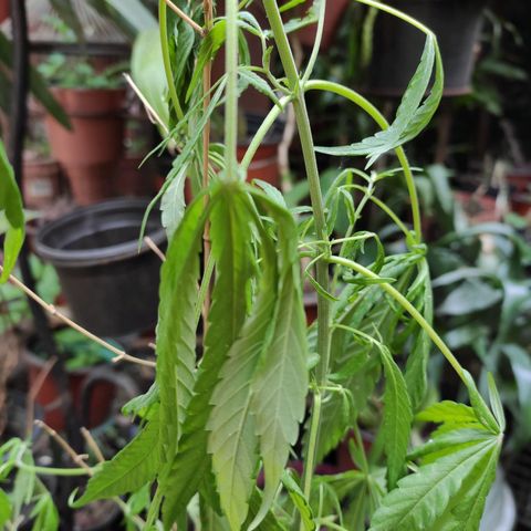 Genética desconocida growlog timeline photo