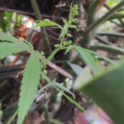 Genética desconocida growlog photo: Hembra o macho ?