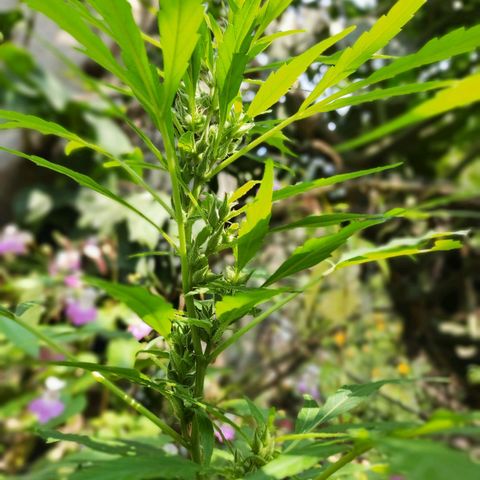 Genética desconocida growlog timeline photo