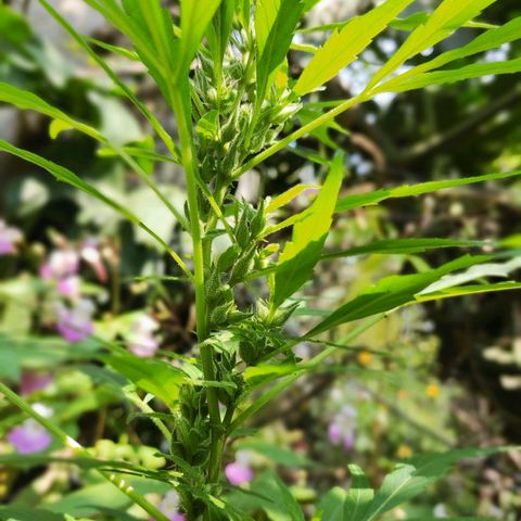 Genética desconocida growlog timeline photo