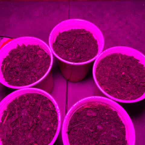 Pineapple Express  growlog photo: First sign of good sprouts 
