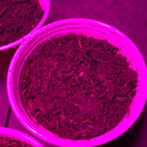 Pineapple Express  growlog photo: First sign of good sprouts 