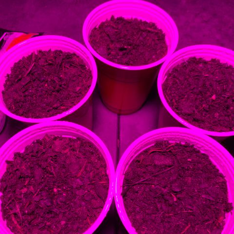 Pineapple Express  growlog photo: All seeds are showing