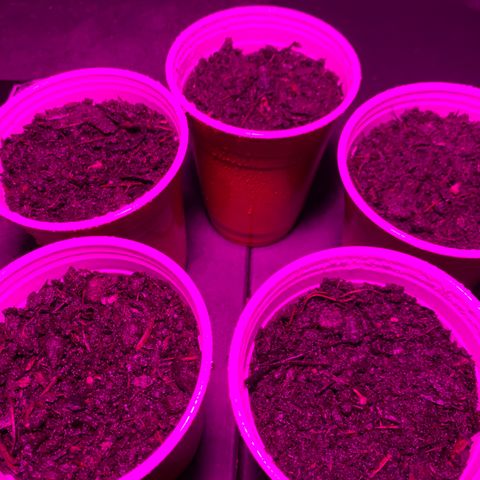 Pineapple Express  growlog photo: All looking good 