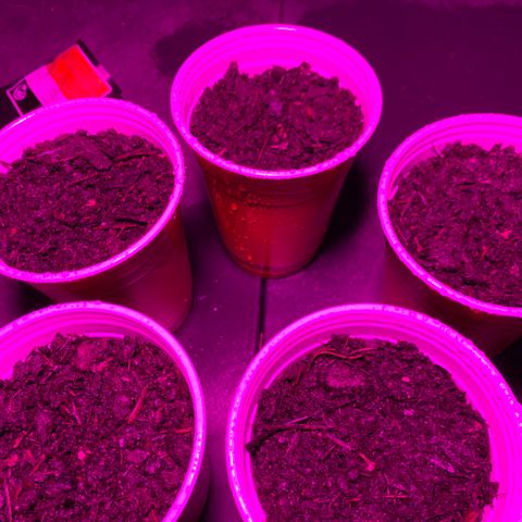 Pineapple Express  growlog timeline photo