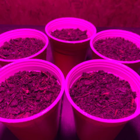 Pineapple Express  growlog timeline photo