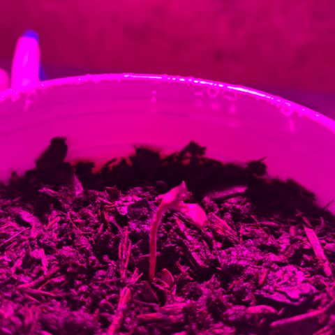 Pineapple Express  growlog timeline photo