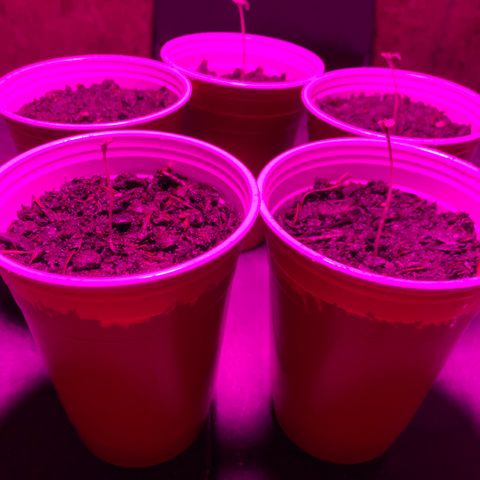 Pineapple Express  growlog timeline photo