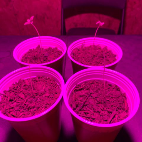 Pineapple Express  growlog timeline photo
