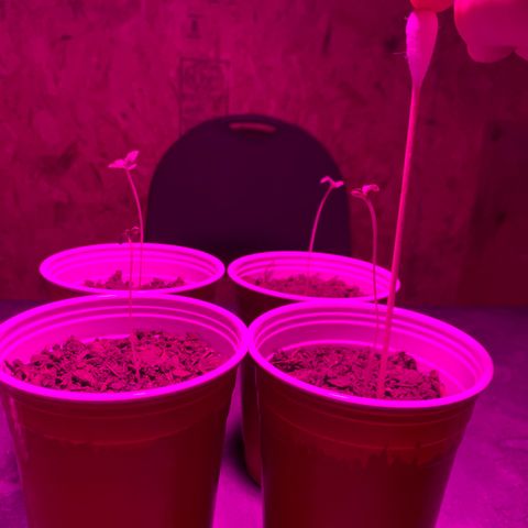 Pineapple Express  growlog timeline photo