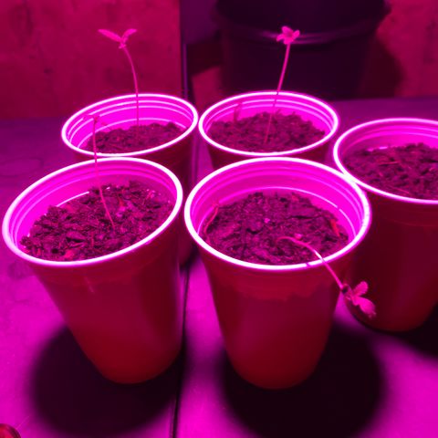 Pineapple Express  growlog timeline photo