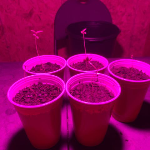 Pineapple Express  growlog timeline photo