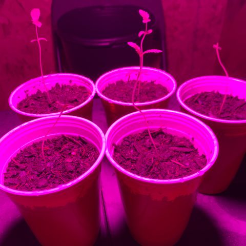 Pineapple Express  growlog timeline photo