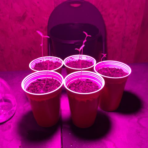 Pineapple Express  growlog timeline photo