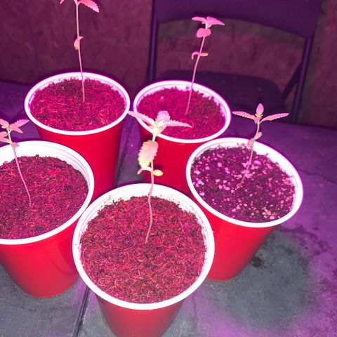 Pineapple Express  growlog timeline photo