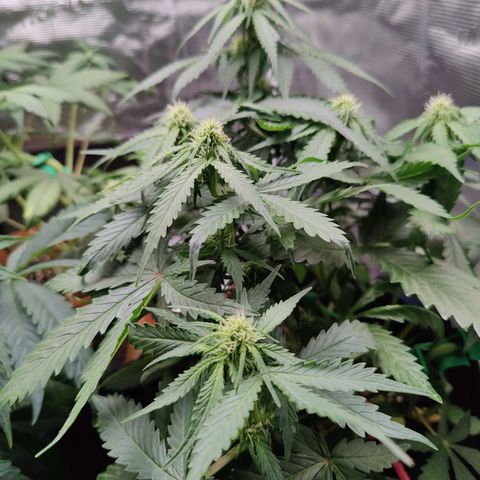 Mimosa Automatic growlog timeline photo